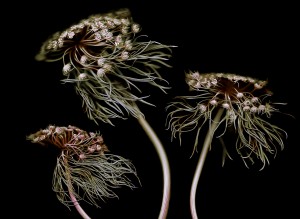 Anne Hoerter - Wild carrot 