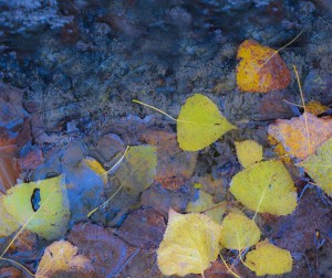 Nausicaa Cortina - In The Fall  